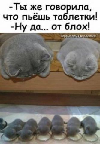 Ты же гово ила что пьёшь та летки Ну да от блох