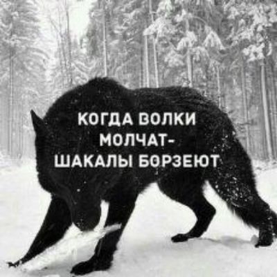 КОГДА ПОЛКИ МОПЧАТ ШАКАЛЫ БЧРЗЕЮТ