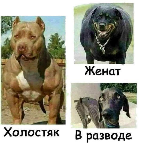 Холостяк