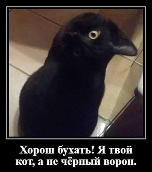 Хорош бухатъ Я твой кот а не чёрный ворон