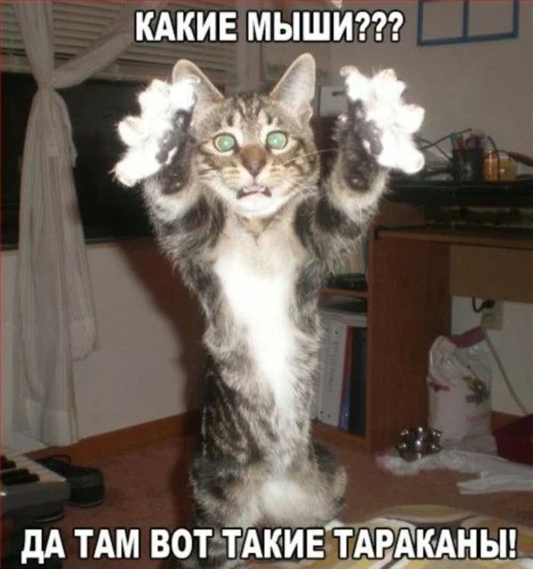 кдкив мыши