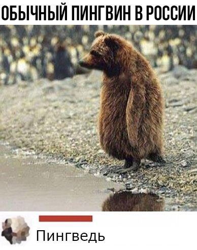 ОБЫЧНЫЙ ПИНГВИН В РОССИИ