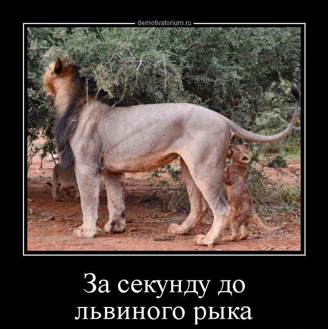 нетпшаюпцт За секунду до львиного рыка