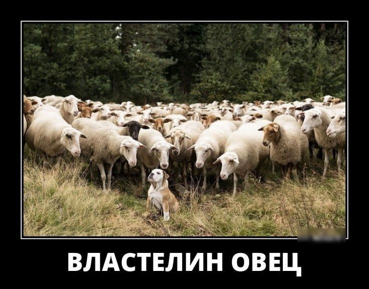 т к ВЛАСТЕЛИН ОВЕЦ
