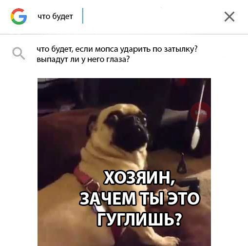 0 что будет что будет если мопса ударить по затылку выпадут ли у него глаза з тёлок пгуглишы