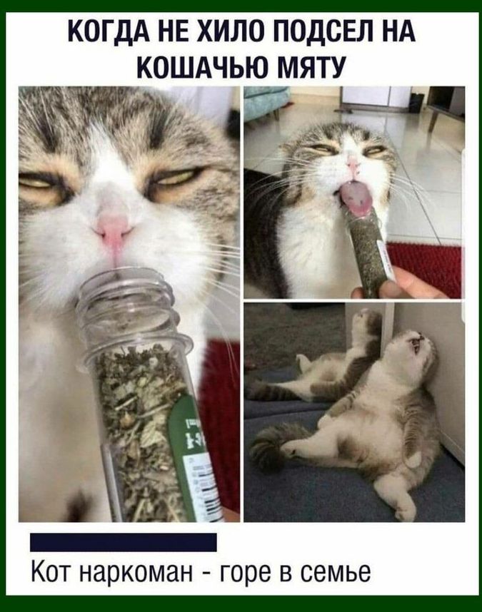 КОГДА НЕ ХИЛО ПОДСЕЛ НА КОШАЧЬЮ МЯТУ Кот наркоман горе в семье