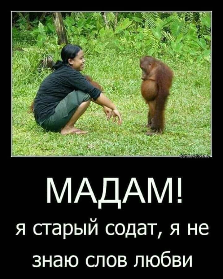 МАДАМ я старый содат я не знаю слов любви