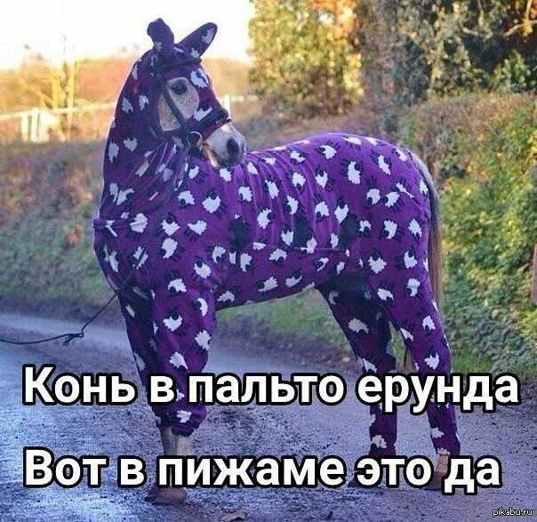 ч Конь влальтоерунда Ветв пЁижаМеэта да