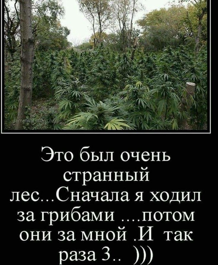 Это был очень странный лесСначала я ходил за грибами потом они за мной И так раза 3