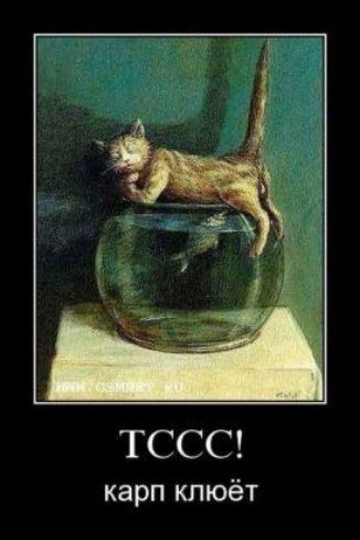 ТССС карп клюёт