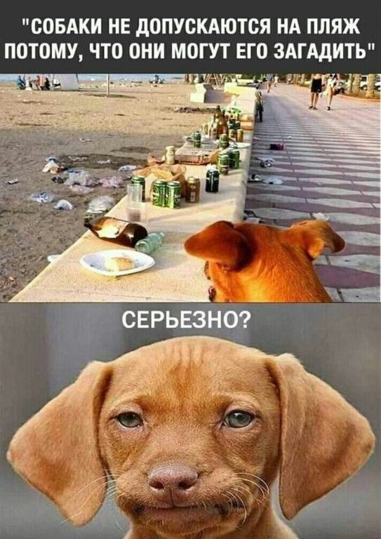 СОБАКИ МЕ дОПУСКАЮТСЯ НА ПЛЯЖ ПОТОМУ ЧТО ОНИ МОГУТ ЕГ0 ЗАГАдИТЬ