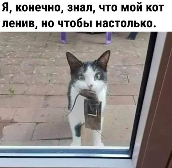 Я конечно знал что мой кот ленив но чтобы настолько