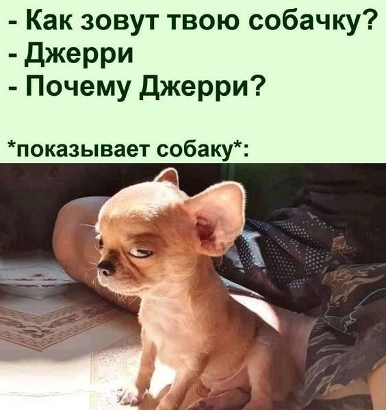 Как зовут твою собачку джерри Почему джерри показывает собаку