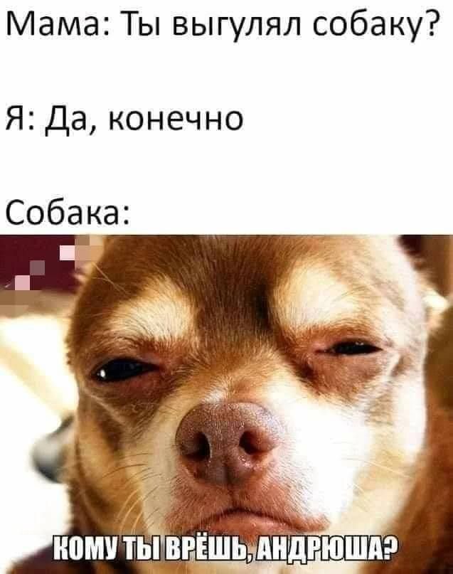 Мама Ты выгулял собаку Я Да конечно Собака