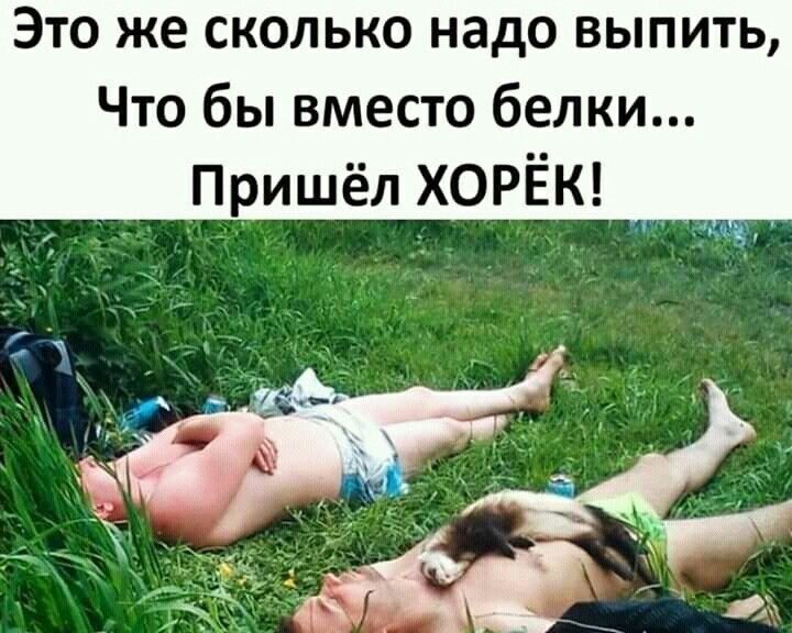 Это же сколько надо выпить Что бы вместо белки Пришёл ХОРЁК _