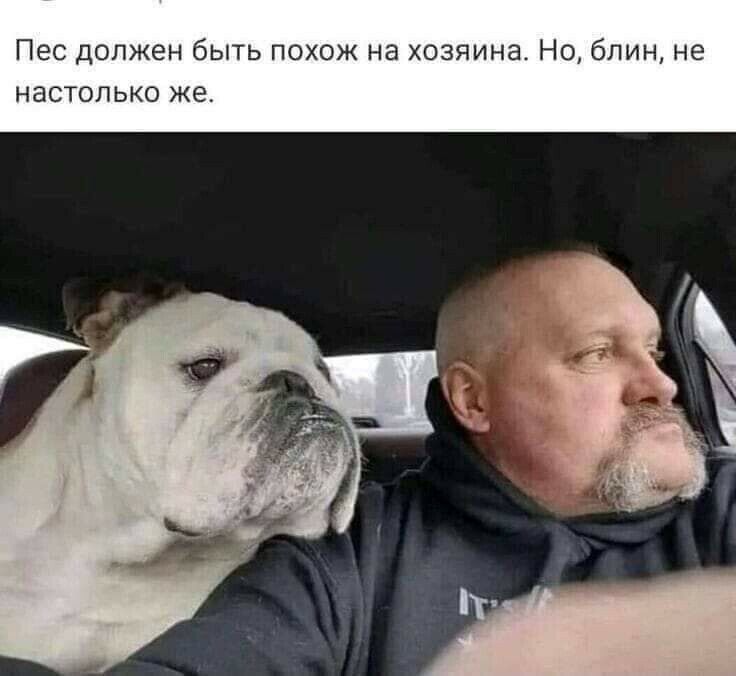 Пес должен быть похож на хозяина Но блин не настолько же
