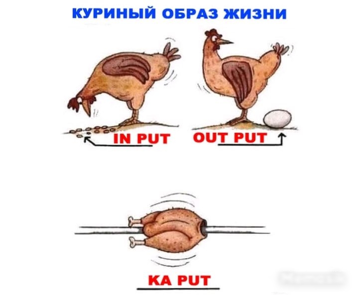 КУРИННЙ ОБРАЗ ЖИЗНИ