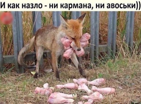 И как назло  ни кармана, ни авоськи