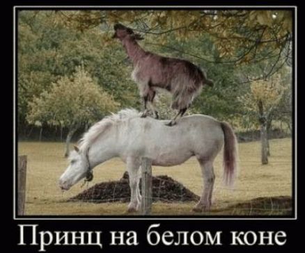_ Принц на белом коне