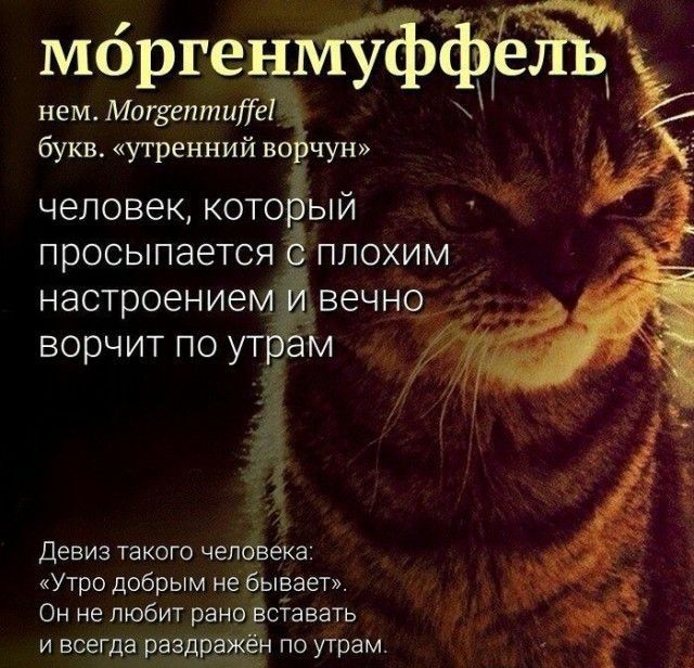 моргенйъЁЬЁЁ 15 нем Магдептиііеідъ букв утренний во Ъчун человек котоёый просыпается плохим настроением __вечно ворчит по ут м Девиз такого человека Утро добрым не бывает Он не любит рановставать и всегда раздражён по утрам