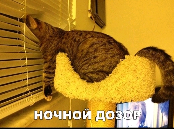 ночной дой