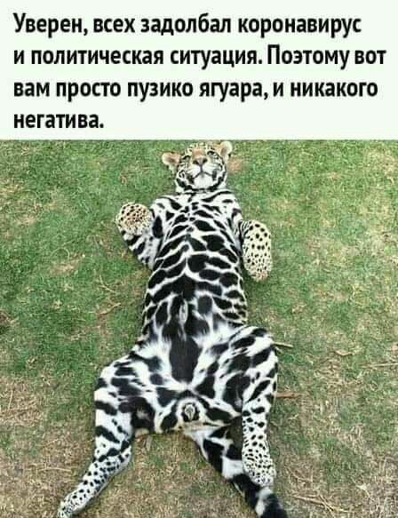 Уверен всех задолбал коронавиру и политическая ситуация Поэтому вот вам просто пузико ягуара и никакого негатива