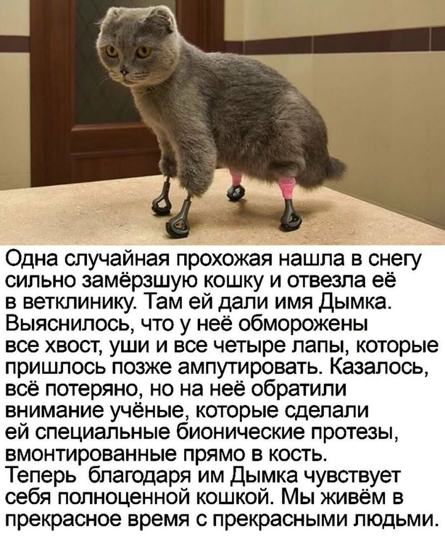 Одна случайная прохожая нашла в снегу сильно замёрзшую кошку и отвезла её в ветклинику Там ей дали имя Дымка Выяснилось что у неё обморожены все хвост уши и все четыре лапы которые пришлось позже ампутировать Казалось всё потеряно но на неё обратили внимание учёные которые сделали ей специальные бионические протезы вмонтированные прямо в кость Теперь благодаря им Дымка чувствует себя полноценной к