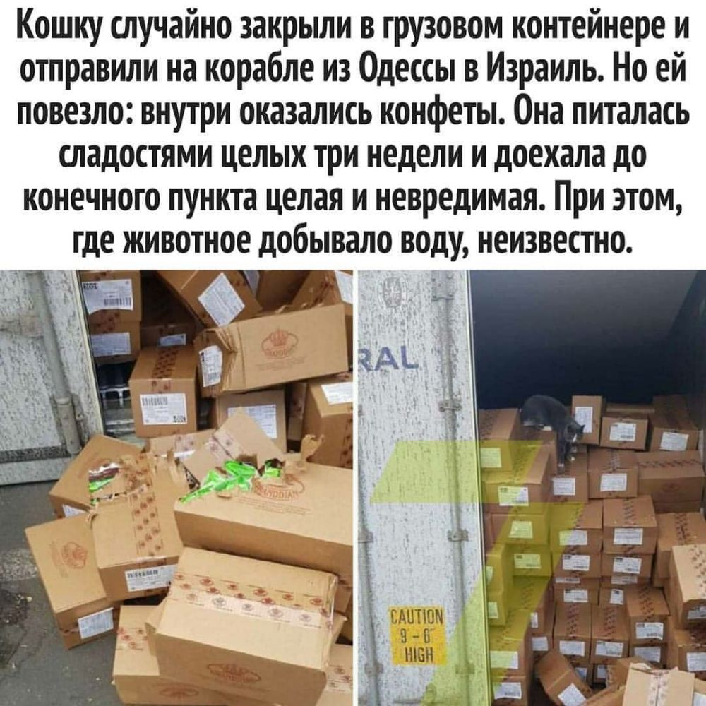 Кошку случайно закрыли в грузовом контейнере и отправили на корабле из Одессы в Израиль Но ей повезло внутри оказались конфеты Она питалась сладостями целых три недели и доехала до конечного пункта целая и невредимая При этом где животное добывало воду неизвестно клипом э ъ