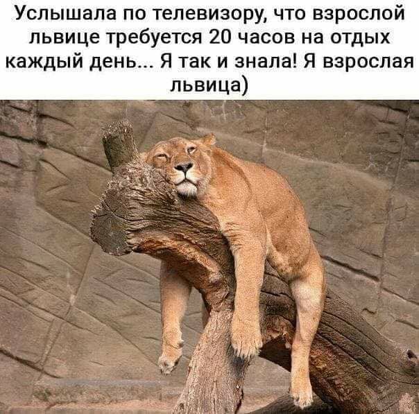 Услышала по телевизору что взрослой львице требуется 20 часов на отдых каждый день Я так и знала Я взрослая львица