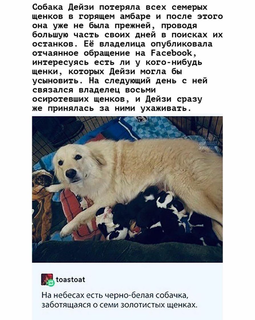Собака Дейзи потеряла всех семерых щенков в горящем амбаре и после этого она уже не была прежней проводя большую часть своих дней в поисках их останков Её владелица опубликовала отчаянное обращение на РасеЬооК интересуясь есть ли у кого нибудь щенки которых Дейзи могла бы усыновить На следующий день с ней связался владелец восьми осиротевших щенков и Дейзи сразу же принялась за ними ухаживать Щіоа