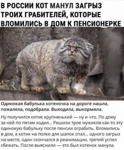 В РОССИИ КОТ МАНУП ЗАГРЫЗ ТРОИХ ГРАБИТЕЛЕЙ КОТОРЫЕ К Е Одииокая бабулька когеиочка иа дороге иашлв пожалела подобрала Выходила выюрмила нУ получился коту ирупненыий _ у и чю По дому за ней на там юлия Решили урое муиюа маи ю эту одиноуую бабульку пише пенсии играешь Впомипись влом а км на полке для шапок спал идиша загрыз а мепе один скетчакп реанимации третий ушел сбежшь пе выяснили _ а был имена