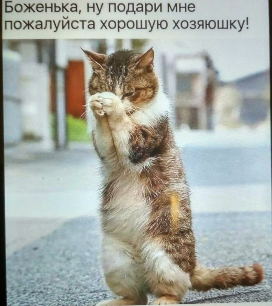 Боженька ну подари мне пожалуиста хорошую хозяюшку