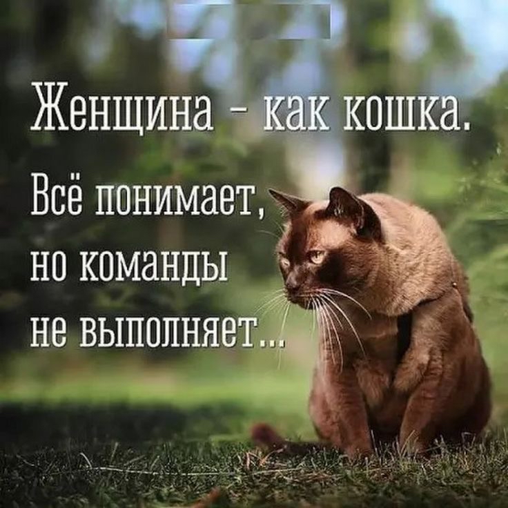 но команды не выполняет