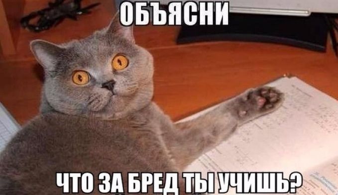 1 ПБЫЮНИ что за вид