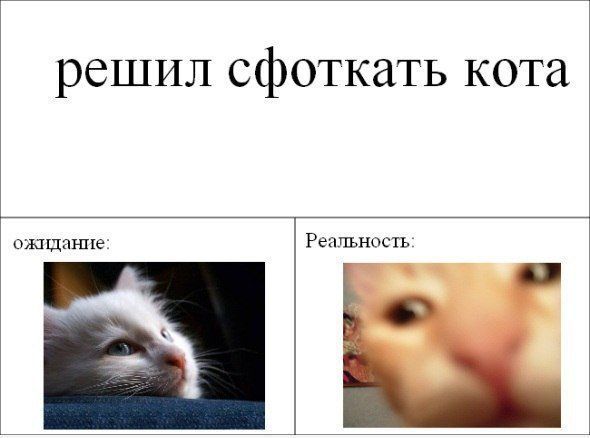 решил сфоткать кота ошщашяе Реашьность