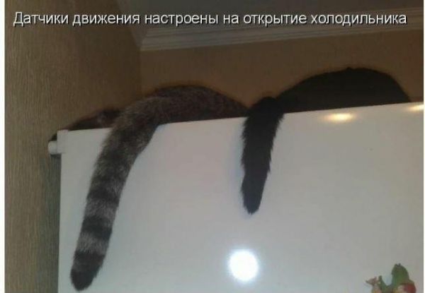 ДЭТЧИКИ движения НЗСТППЕНЫ на ОТКРЫТИЕ ХОЛОДИПЬНИКЭ