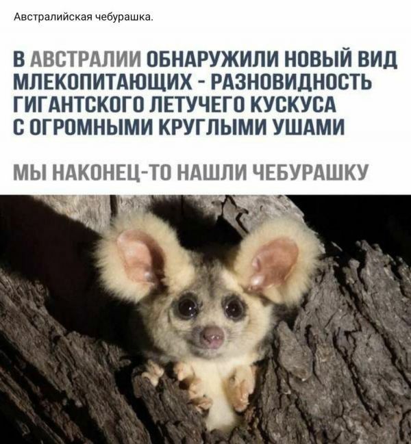 Авсурепийская чебурашка В АВСТРАЛИИ ОБНАРУЖИЛИ НПВЫИ ВИД МЛЕКОПИТАЮЩИХ РАЗНПВИДНОСТЬ ГИГАНТСКПГП ЛЕТУЧЕГП КУСКУСА В ОГРОМНЫМИ КРУГЛЫМИ УШАМИ МЫ НАКОНЕЦ ТП НАШЛИ ЧЕБУРАШКУ