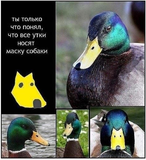 ТЫ ТОЛЬКО что понял что все утки носят маску собаки
