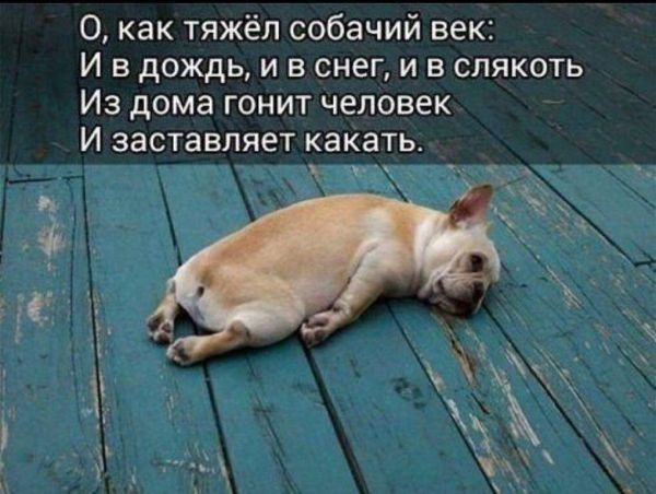 О как тяжёл собачий век И в дождь и в снег и в слякоть Из дома гонит человек И заставляет какать