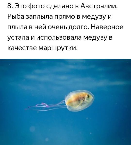 8 Это фото сделано в Австралии Рыба заппыпа прямо в медузу и ппыпа в ней очень долго Наверное устала и использовала медузу в качестве маршрутки
