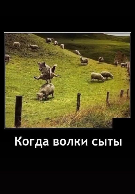 Когда волки сыты