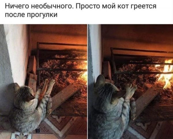 Ничего необычного Просто мой кот греется ПОСПе прогулки