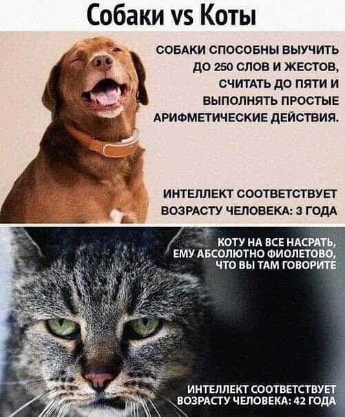Собаки у5 коты собаки способны выучить до 250 слов и жестов, считать до пяти и выполнять простые арифметические действия. Интеллект соответствует возрасту человека: 3 года  ое коту на все насрать  ему абсолютно фиолето! Что вы там говоя ё;::' интеллект соответствует   возрасту человека: 42 го