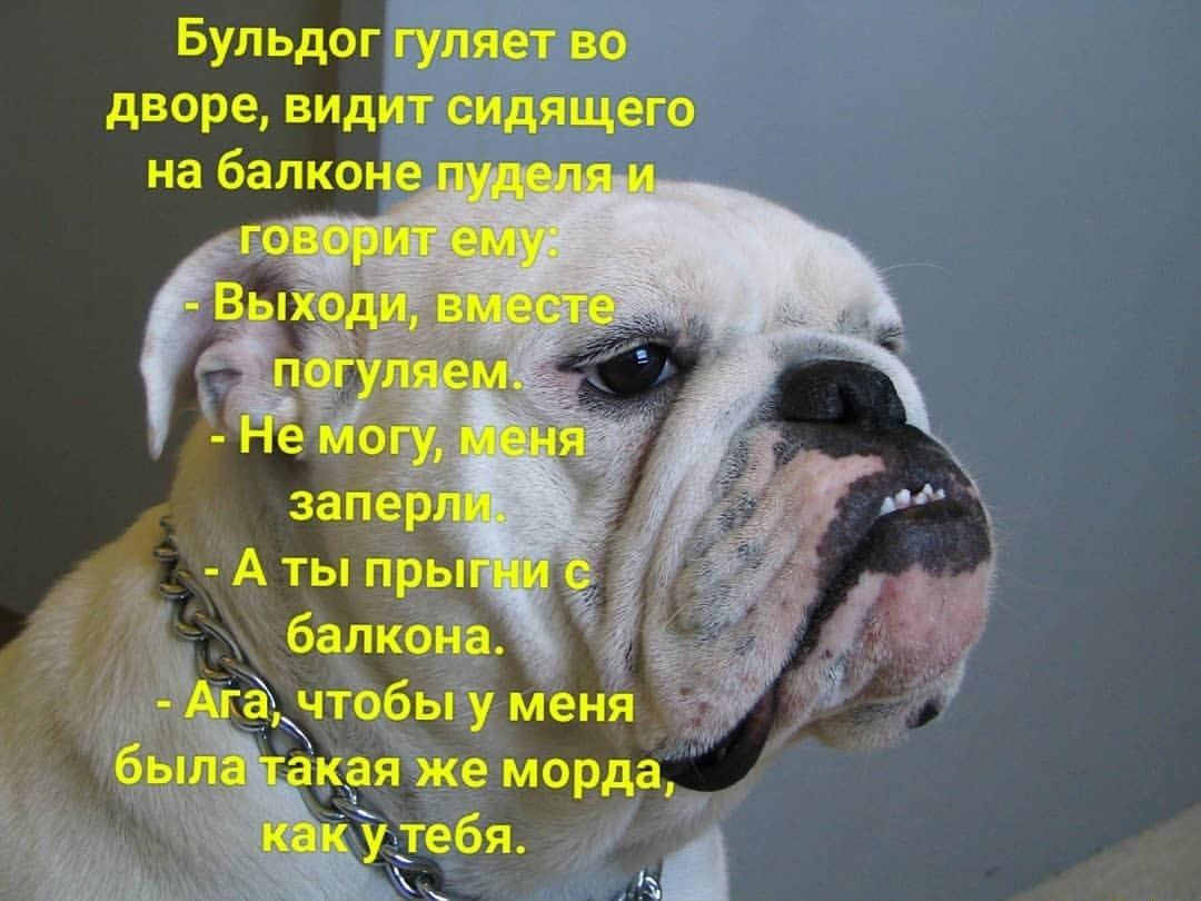 Бульдог гуляет во дворе видит сидйщего на балконе