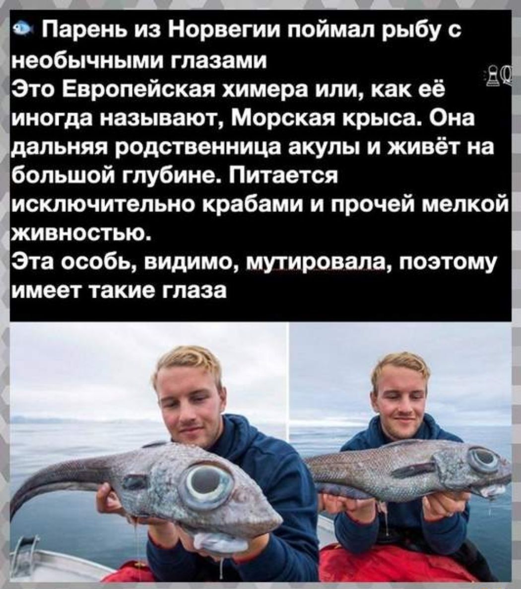 О Парень из Норвегии поймал рыбу с необычными глазами Это Европейская химера или как её иногда называют Морская крыса Она дальняя родственница акулы и живёт на большой глубине Питается исключительно крабами и прочей мелкой живностью Эта особь ВИДимо мутировала поэтому имеет такие глаза