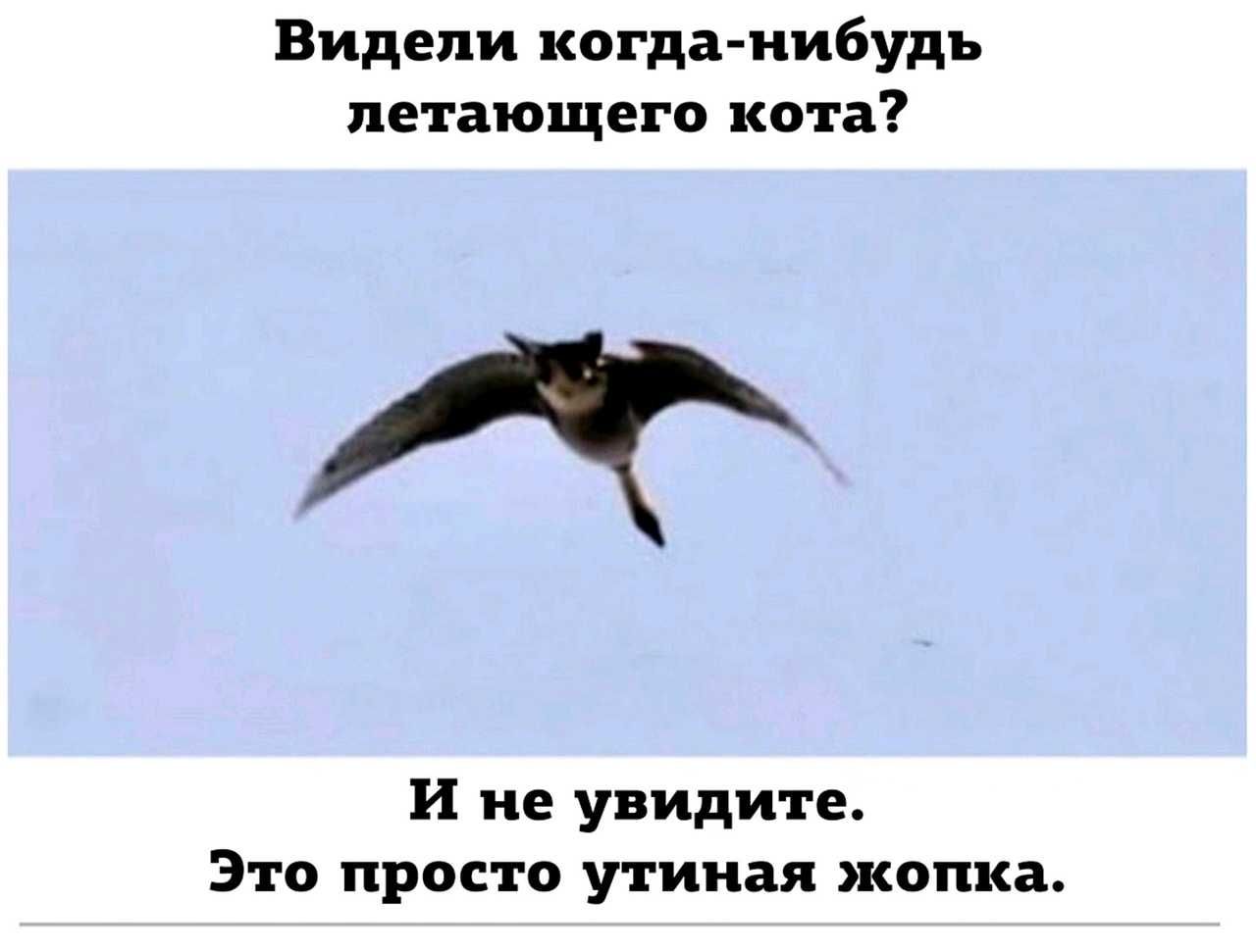 Видели когда нибудь летающего кота И не увидите Это просто утиная жопка