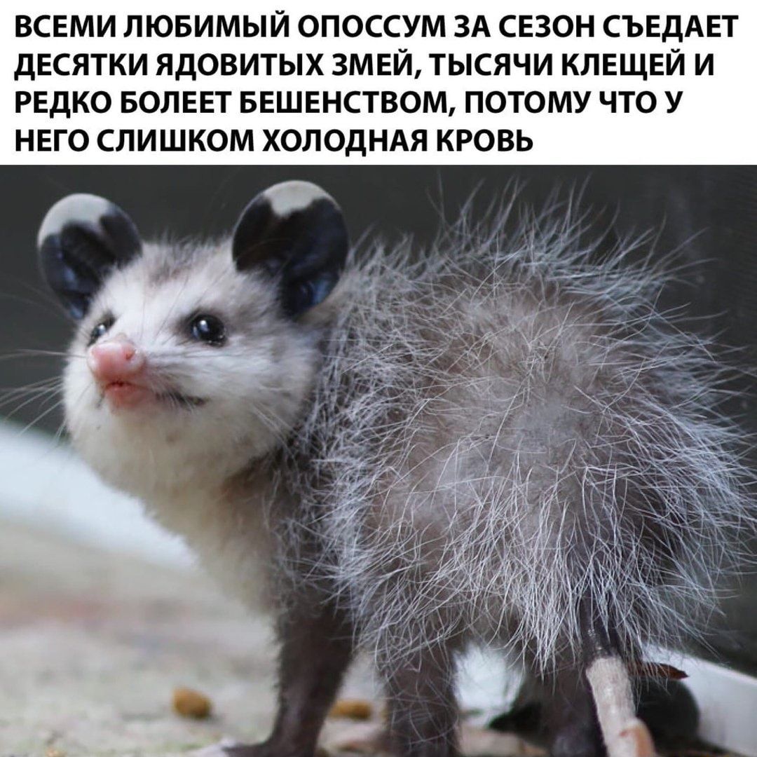 ВСЕМИ ЛЮБИМЫЙ ОПОССУМ ЗА СЕЗОН СЪЕДАЕТ дЕСЯТКИ ЯДОВИТЫХ ЗМЕЙ ТЫСЯЧИ КЛЕЩЕЙ И РЕДКО БОЛЕЕТ БЕШЕНСТВОМ ПОТОМУ ЧТО У НЕГО СЛИШКОМ ХОЛОДНАЯ КРОВЬ