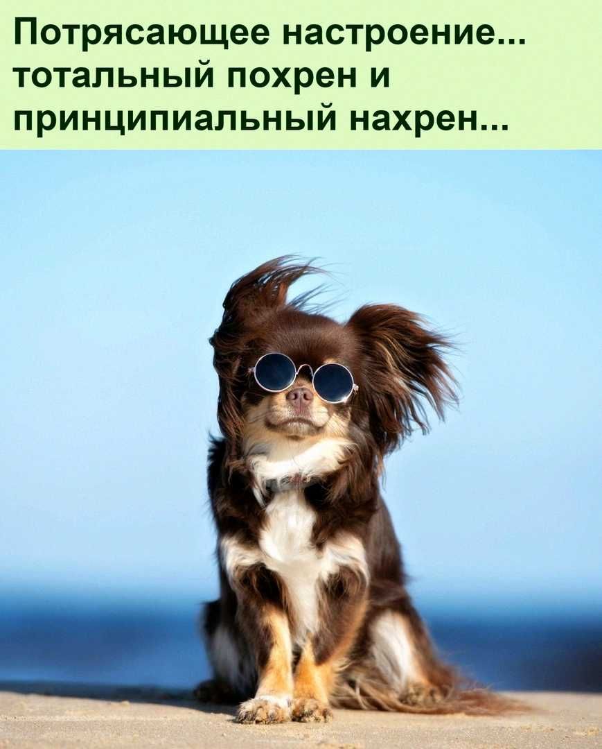 Потрясающее настроение тотальный ПОХРЭН И ПРИНЦИПИЭПЬНЫЙ нахрен