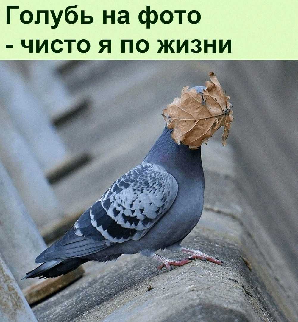 Голубь на фото чисто я по жизни