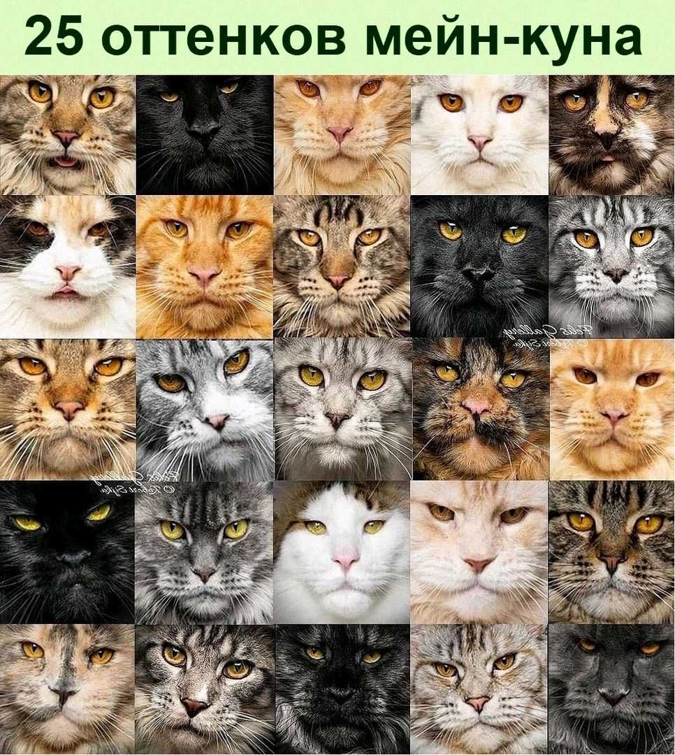 25 оттенков мейн к уна